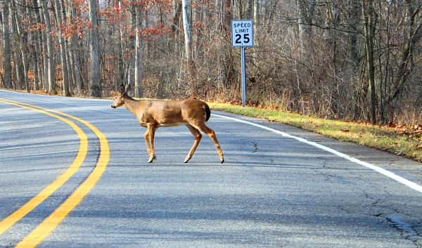 deer-on-road