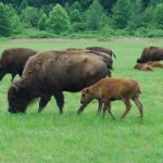 bison-lbl