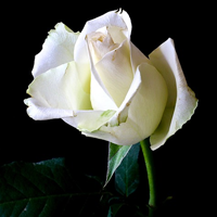 single-rose