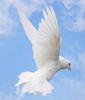 dove