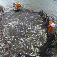 asian-carp-3