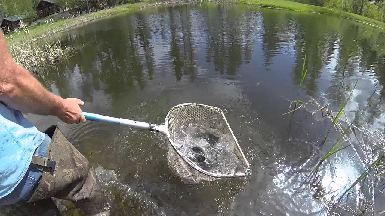 Stocking recreational fish ponds