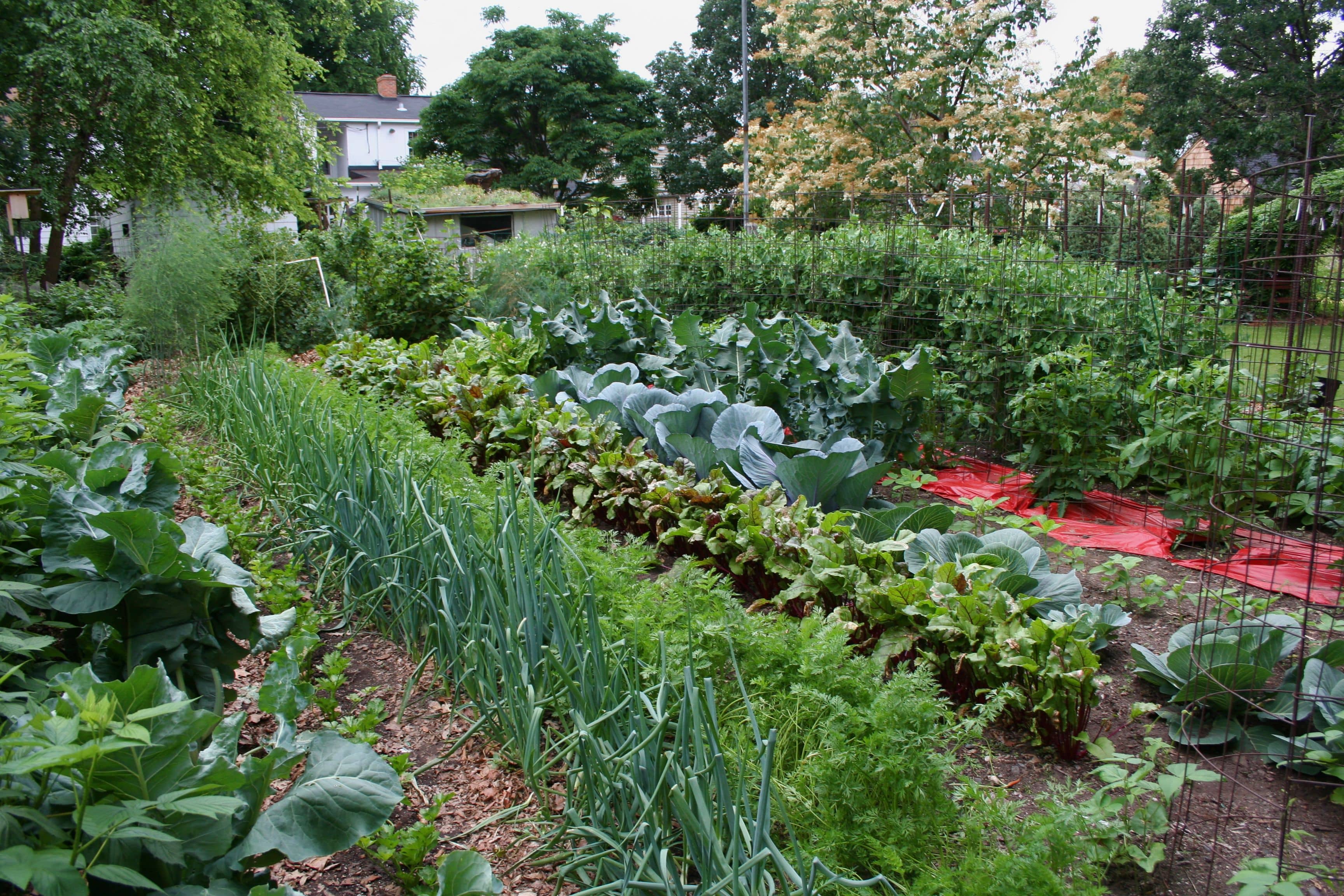 Help your Garden Weather a Heatwave | Marshall County Daily.com