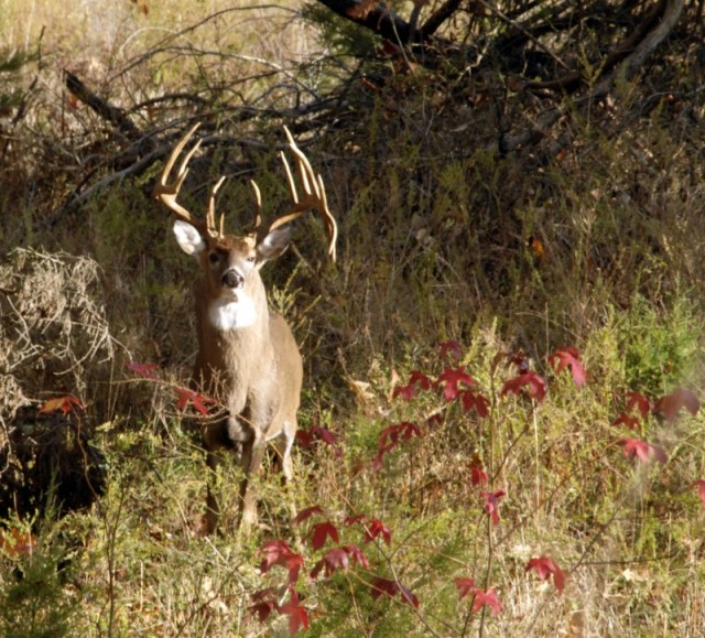 Land Between the Lakes Opens Additional Areas to Archery Deer Hunting