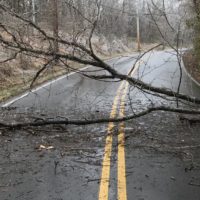 branch-down-1200x768