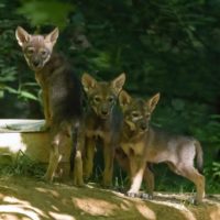 3-pups-on-hill-5-weeks-mc