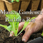 master-gardener-barbera-ray