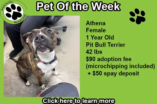 pet-of-the-week-athena