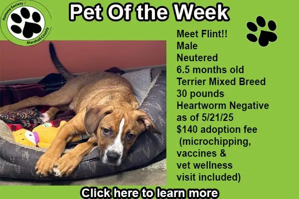 pet-of-the-week-flint