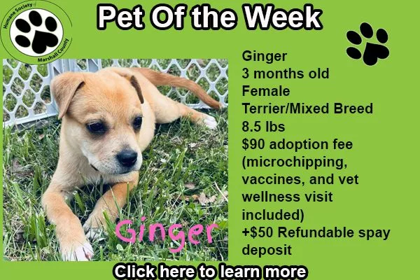 pet-of-the-week-ginger