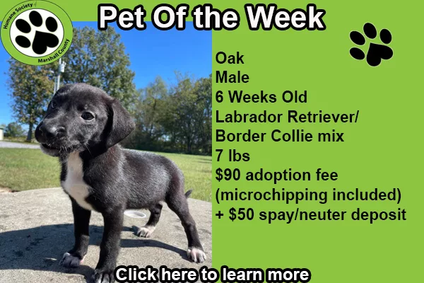 pet-of-the-week-oak