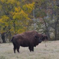 curious-bison-at-south-bison-range-small