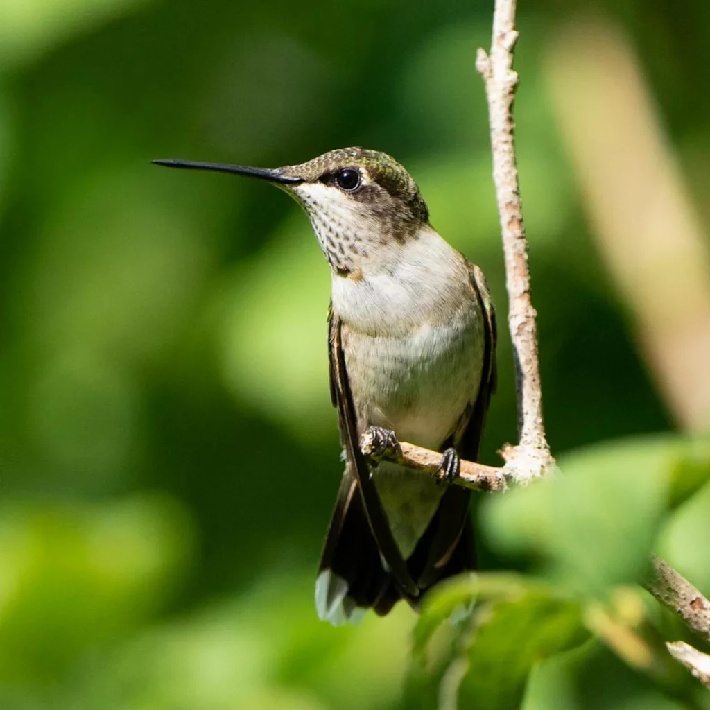 Woodlands Nature Station Hosts 27th Annual Hummingbird Fest | Marshall ...