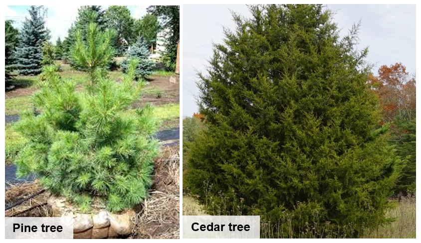 pineandcedartree-3