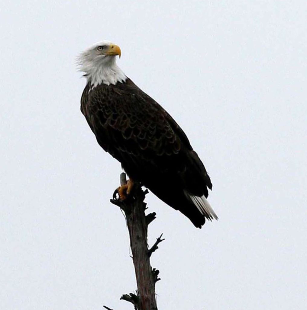 bald-eagle-002-2