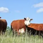 cattle