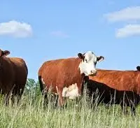 cattle