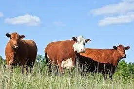 cattle