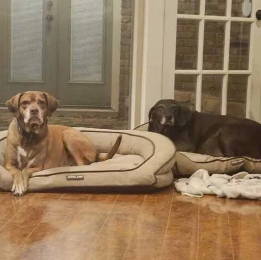 edie-family-dogs-msj-ats-podcast-1-18-1-2729499