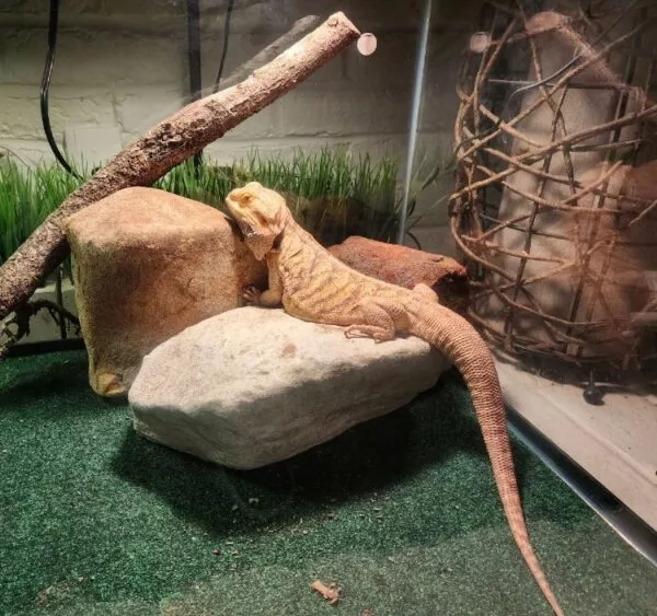 email_and_blog-blog-image-750x750-11-600x600826523-1