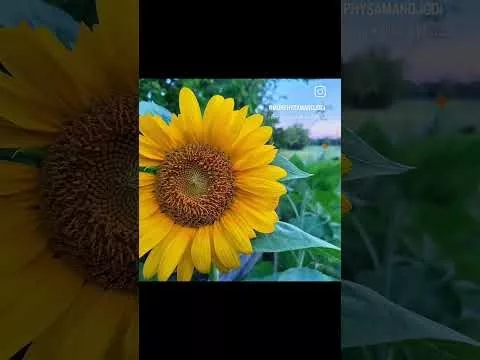 v3ltxvovlbc402266