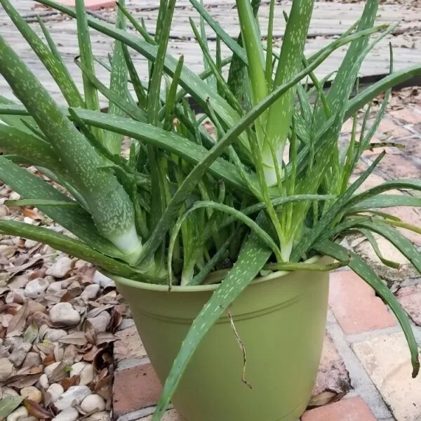 email_and_blog-blog-image-750x750-15-600x600514671-1