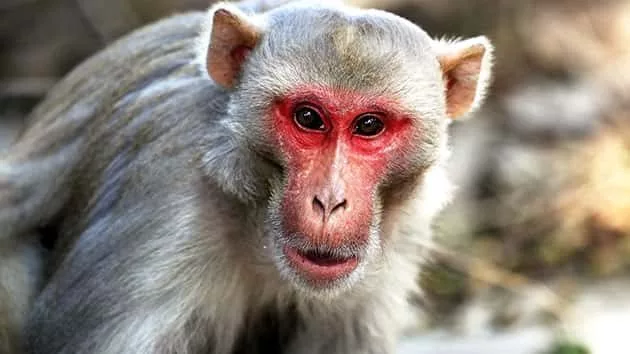getty_indianmonkey_060320