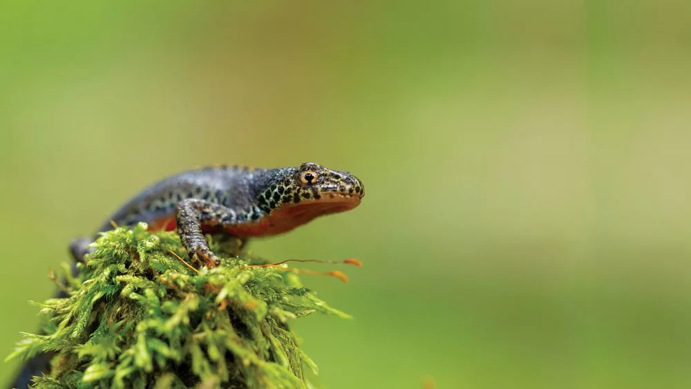 newt_lead-1000x56398243-1