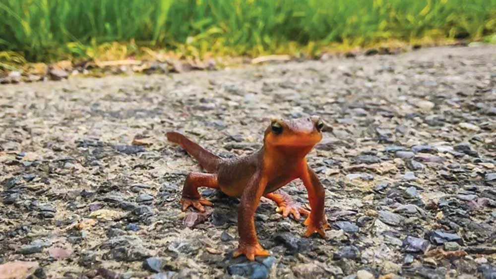 newt__orangenewt-1000x563347996-1