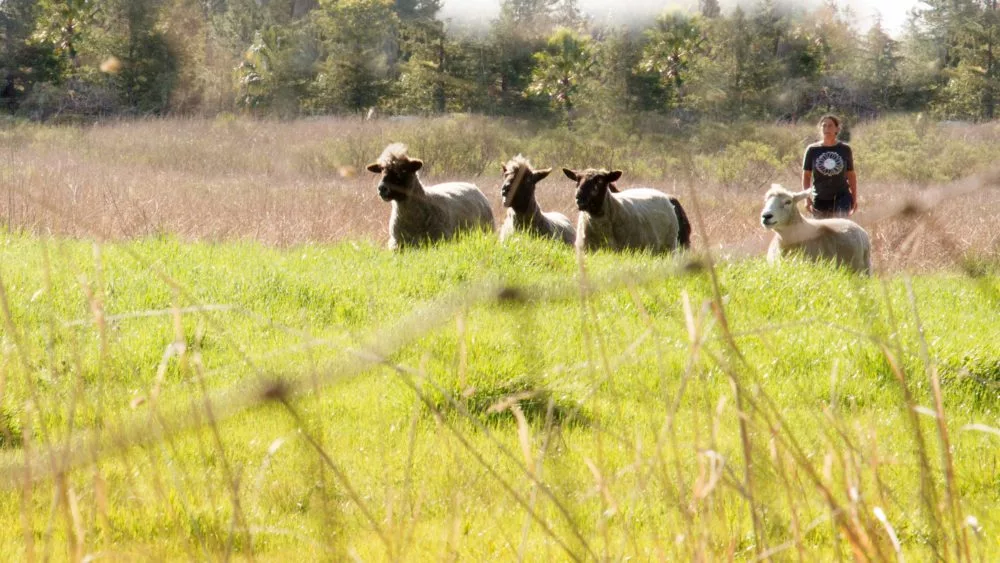 hunter-coop-1000x563133335-1