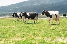 marincows92965