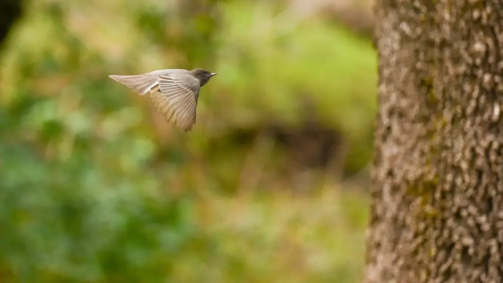 black-phoebe-in-flight-jpg-2