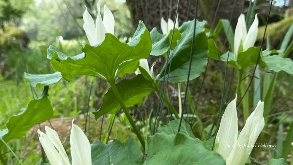 wonderous-walk-2-png