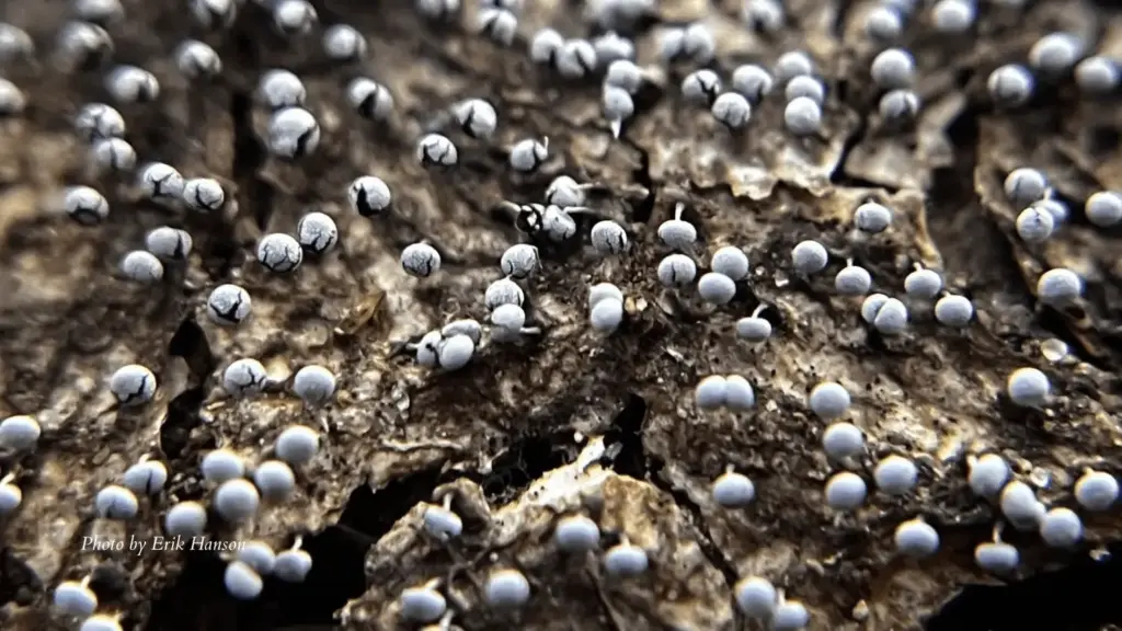 slime-molds-by-erik-hanson-1-png