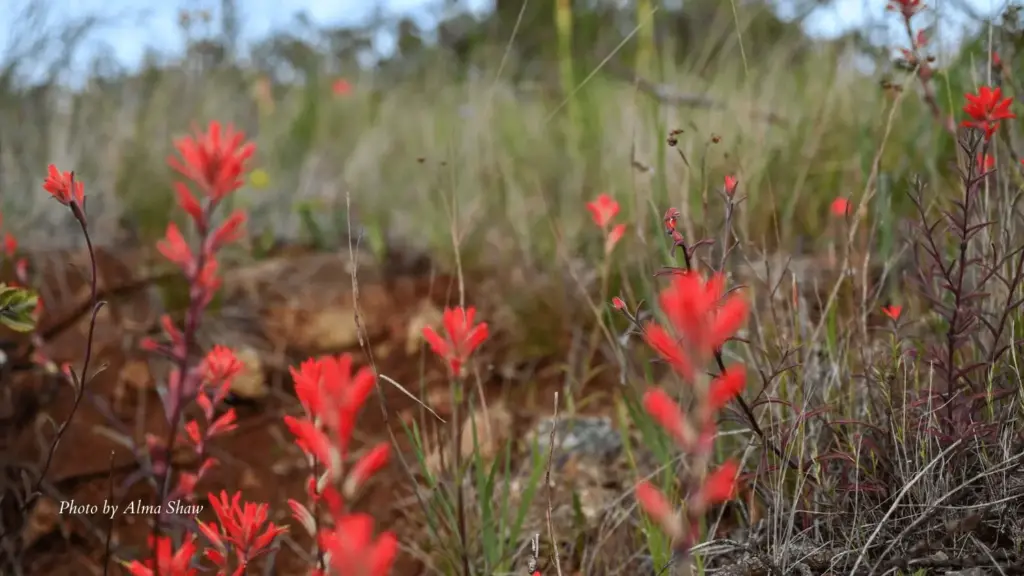 2025-04-22-castilleja-by-alma-shaw-1-png