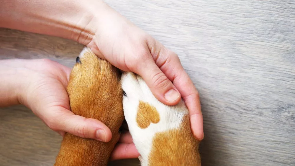 shutterstock_582237535_pawsinhand-1000x563549735-1