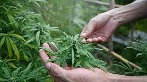 weed