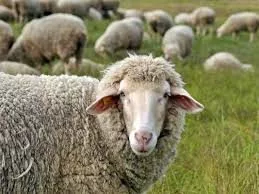 sheep