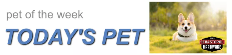 pet-of-the-week-png
