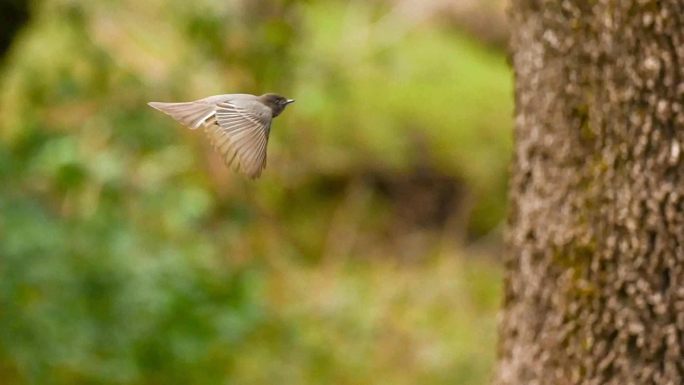 black-phoebe-in-flight-jpg-2
