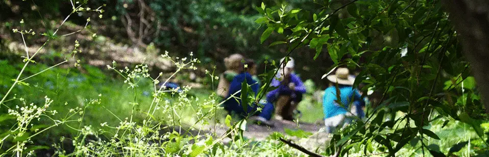 forest-bathing-png