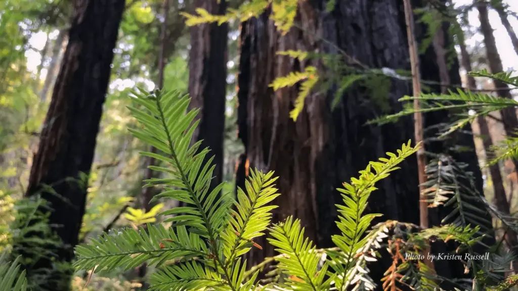 2020-08-21-redwoods-by-kristen-russell-1-png