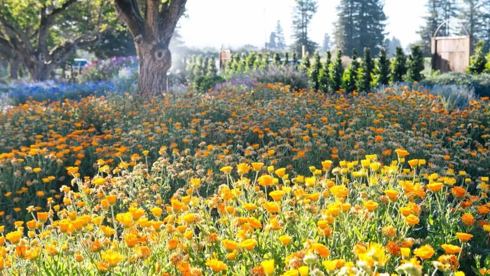 kj_perennials3-1000x563594381-1