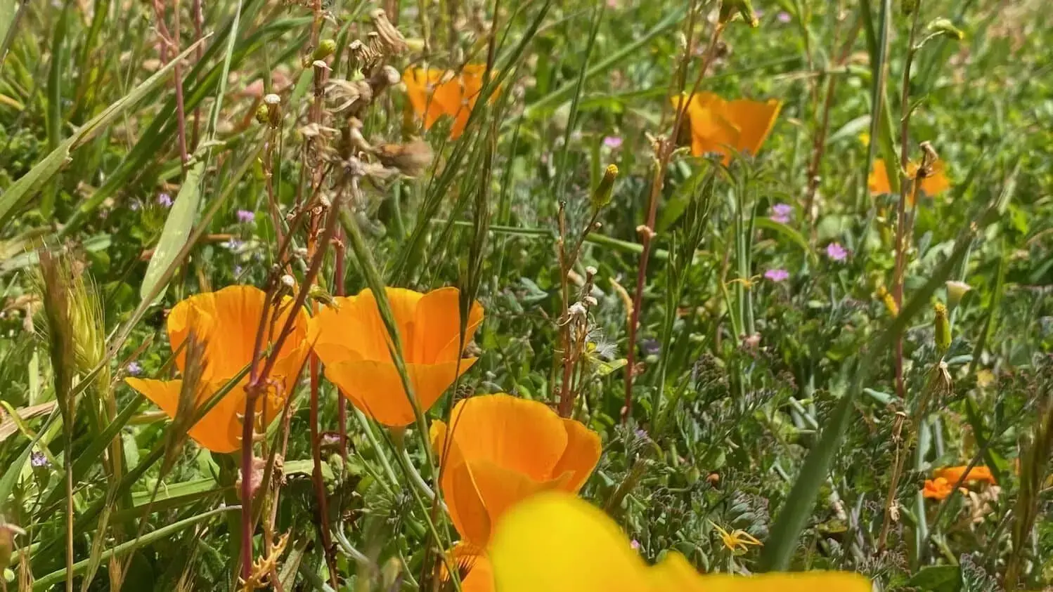 eschscholzia-californica-1-jpg