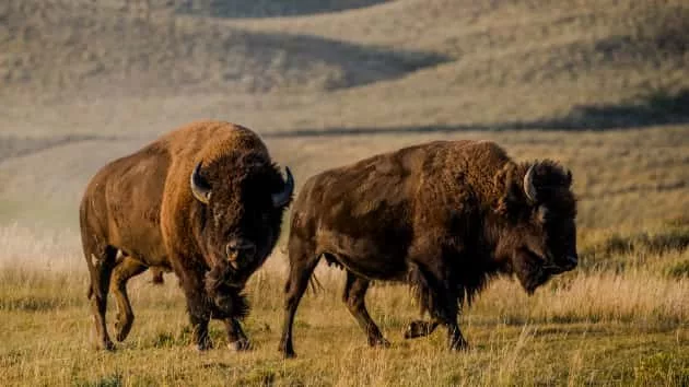 stock_bison_91119