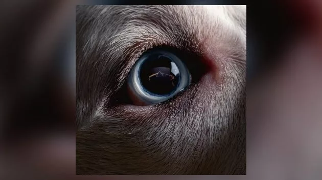 m_darksideofthemoonredux_072123204919