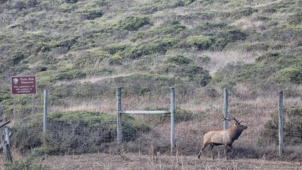 elk-1000x563508776-1