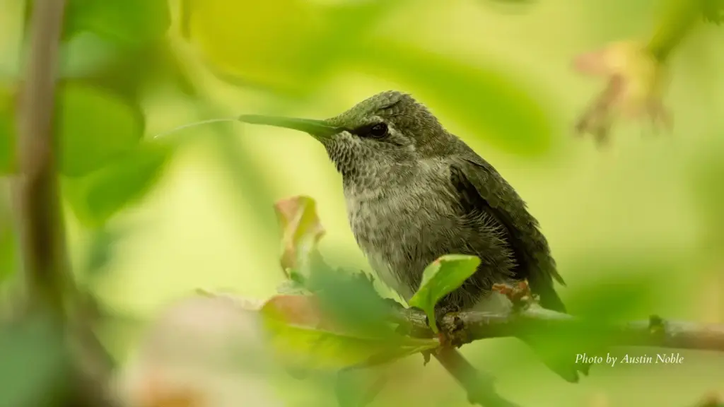 2025-04-16-25-hummingbird-by-austin-noble-1-1-png