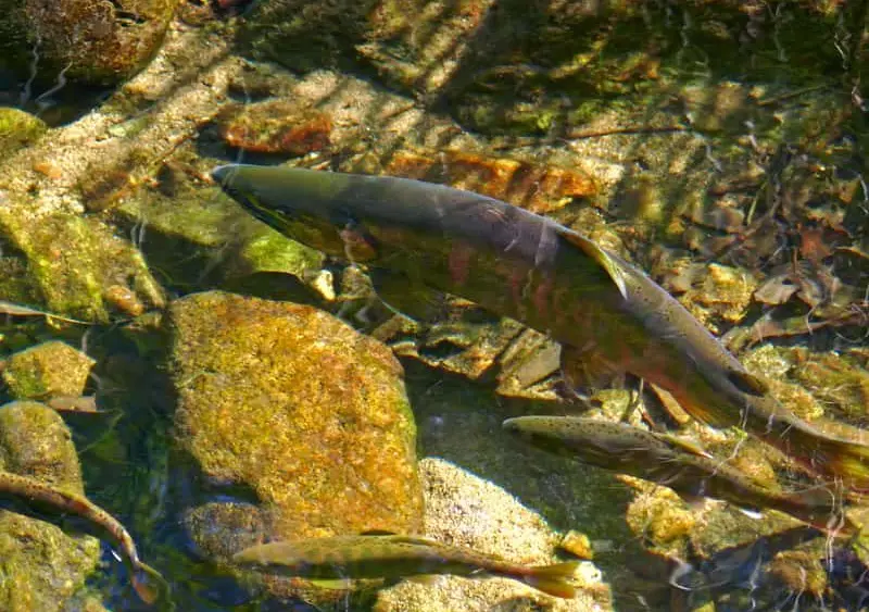 salmon-on-spawing-3