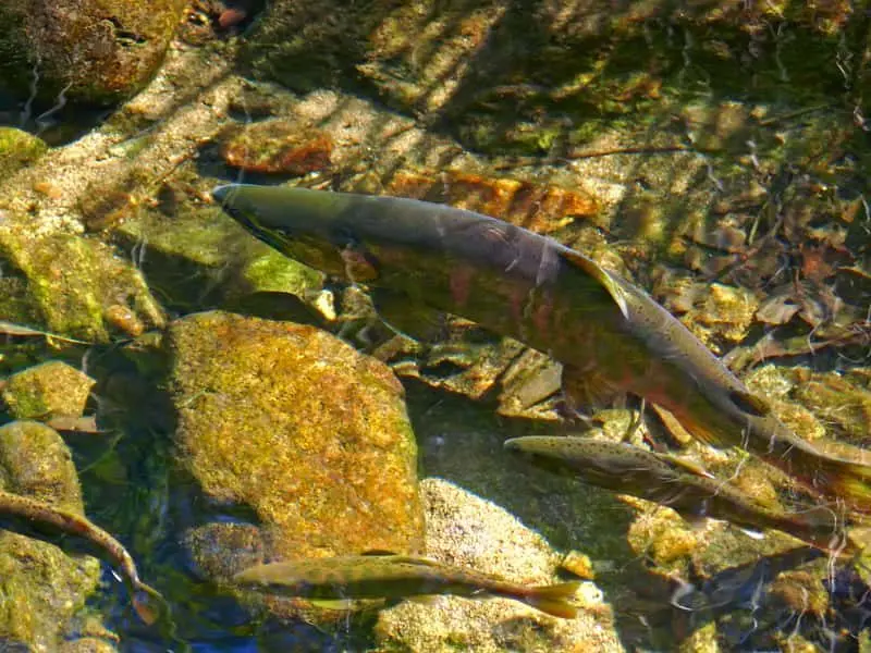 salmon-on-spawing-3